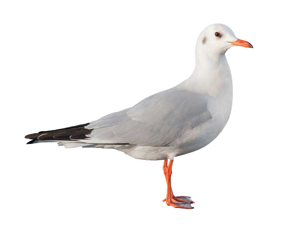 picture of gull