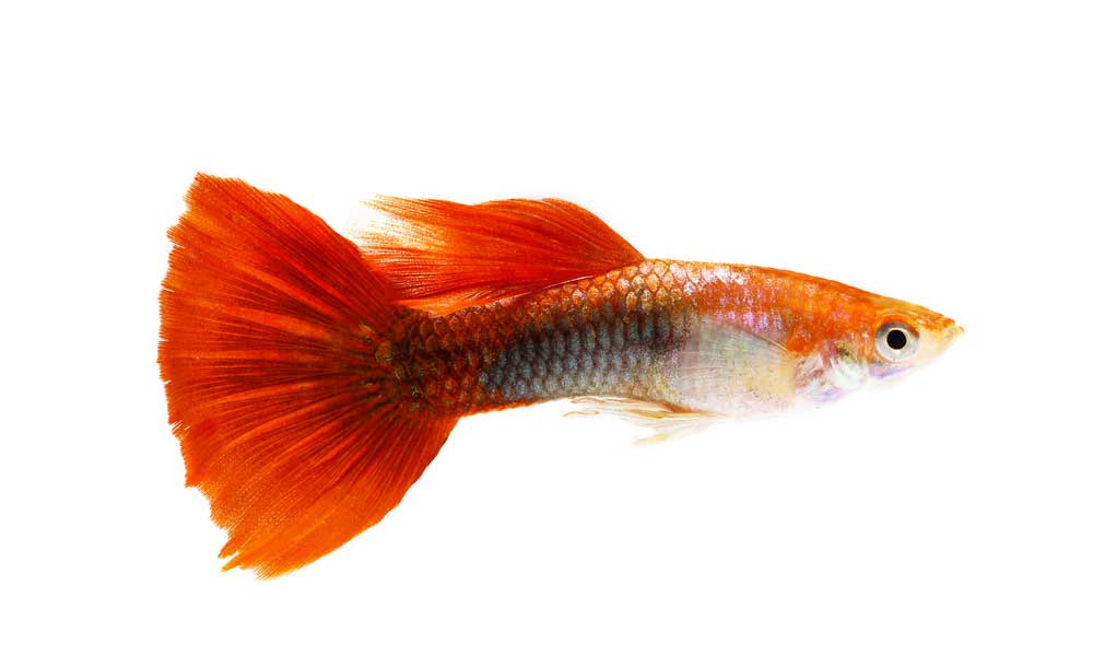 picture of guppy