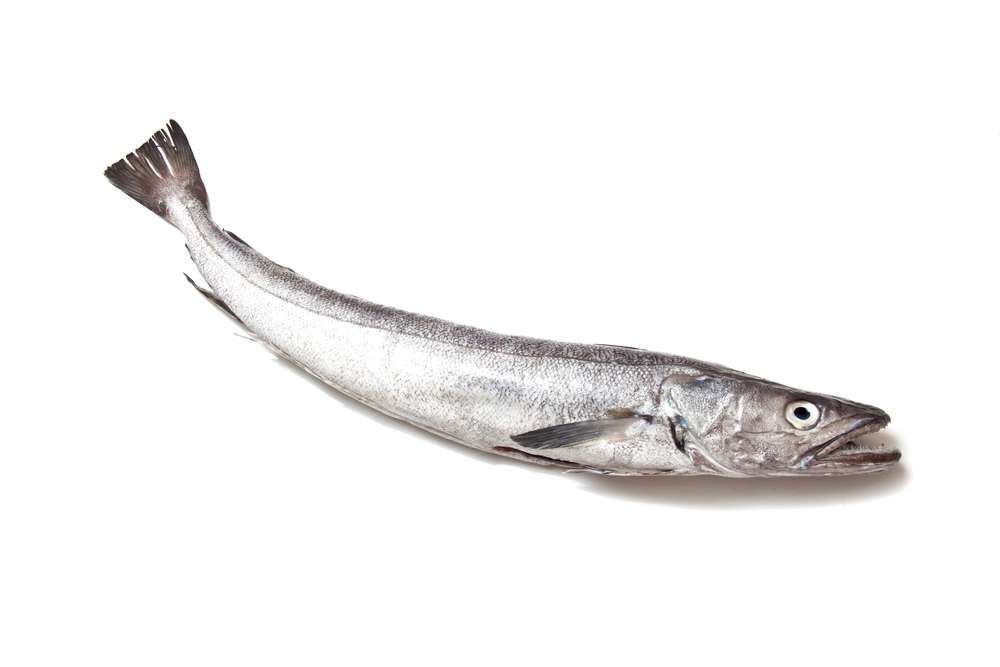 picture of Hake