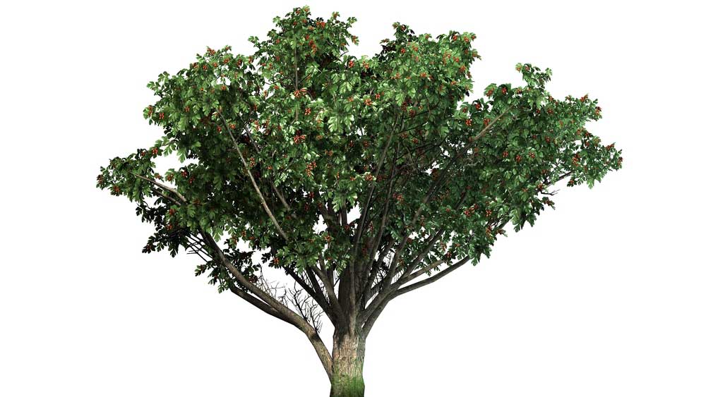 picture of hawthorn