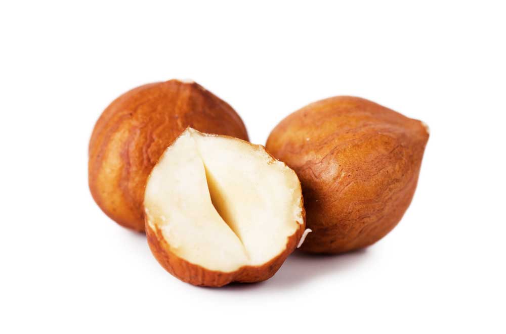 picture of hazelnut