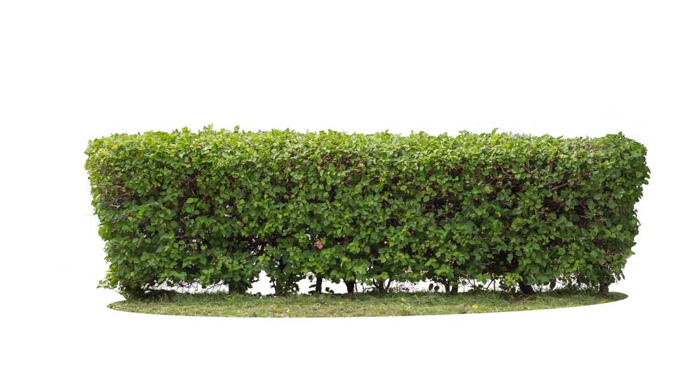 picture of hedge