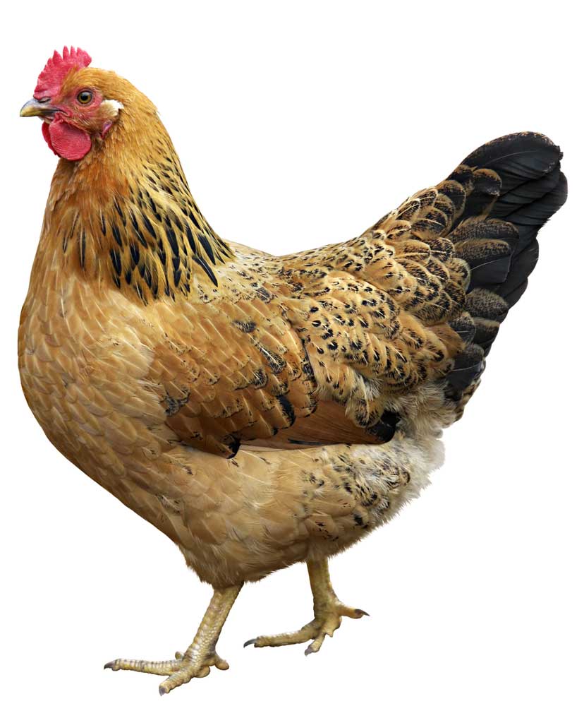 picture of hen