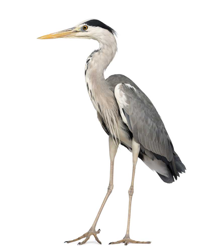 picture of Heron