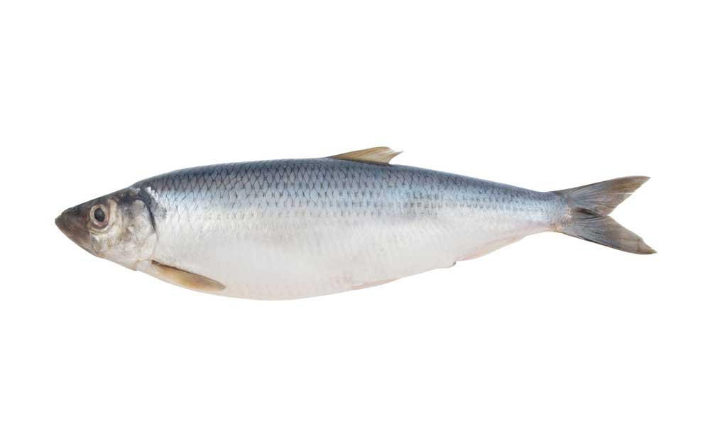 picture of herring