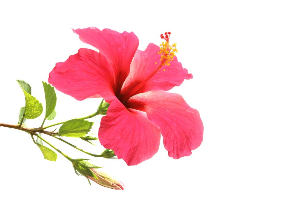 picture of hibiscus