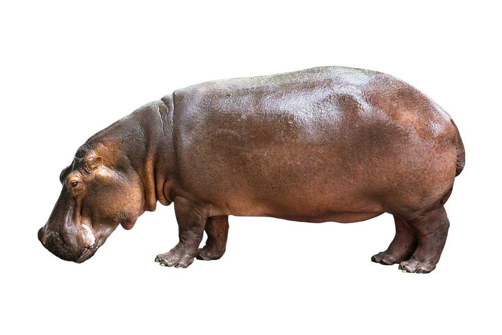 picture of hippopotamus