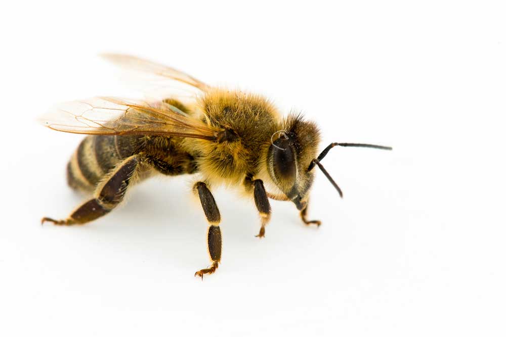 picture of honeybee