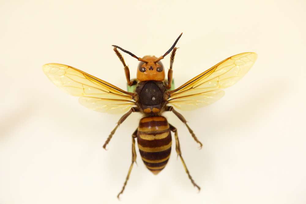 picture of Hornet