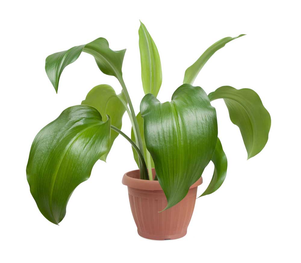 picture of house-plant