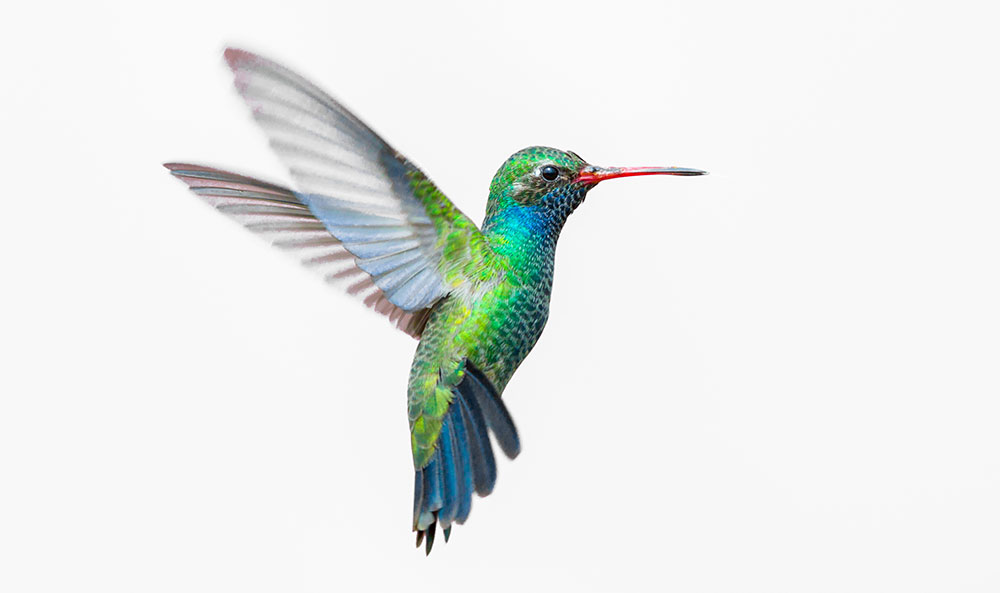 picture of hummingbird