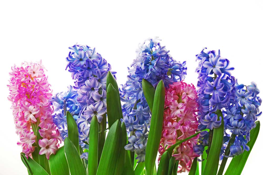 picture of hyacinth