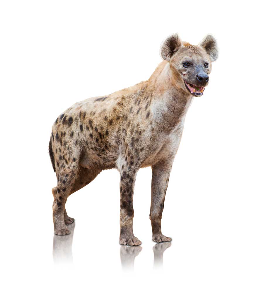 picture of hyena