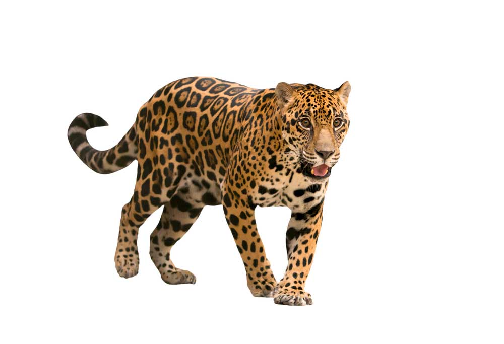 picture of jaguar