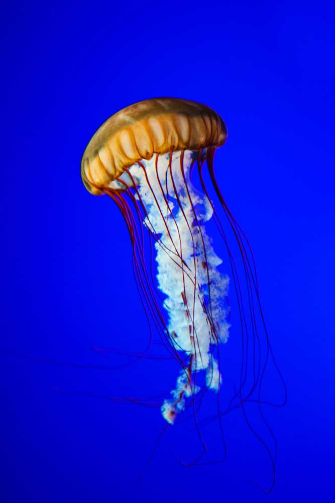 picture of jellyfish