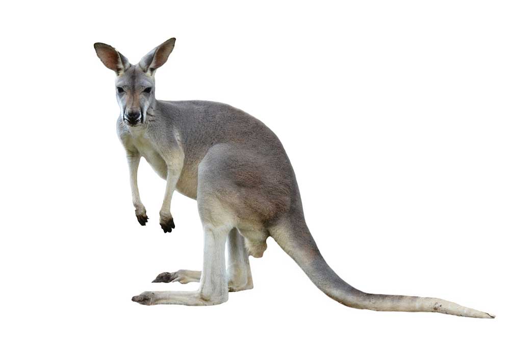 picture of kangaroo