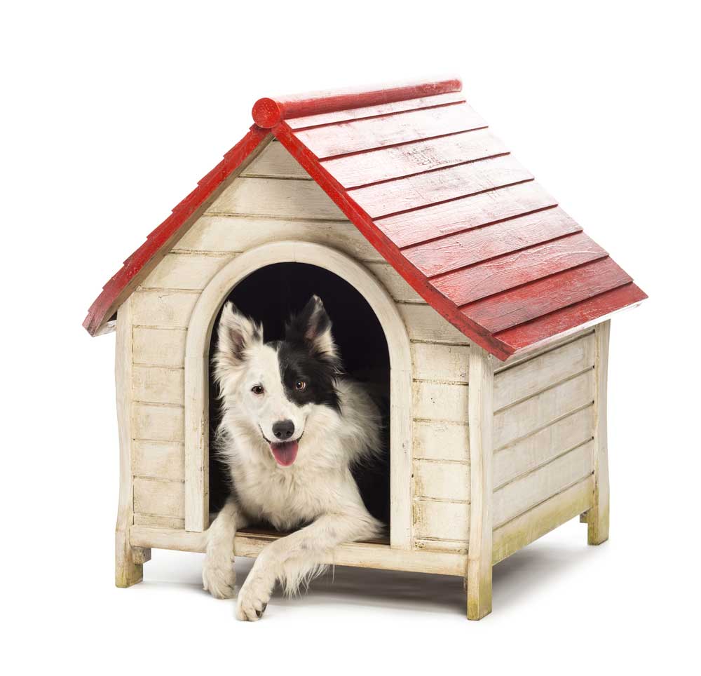 picture of kennel