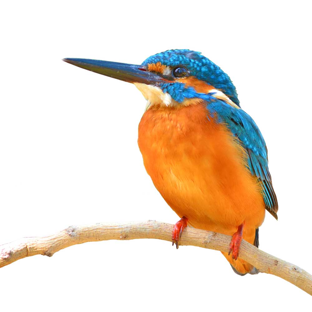 picture of kingfisher