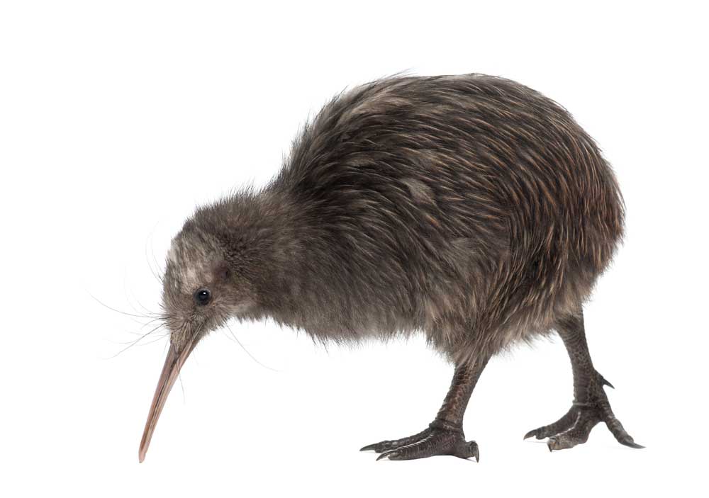 picture of kiwi