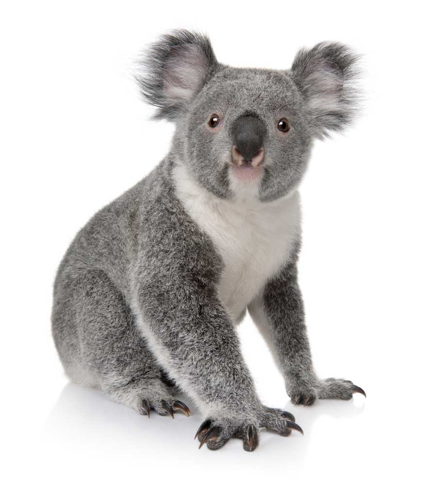 picture of koala