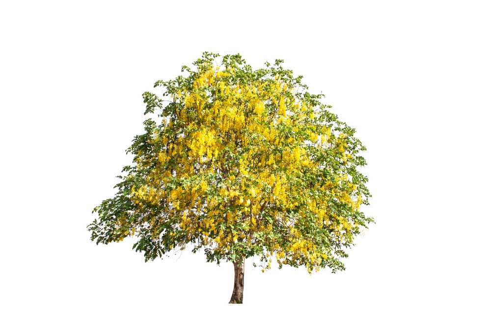 picture of laburnum