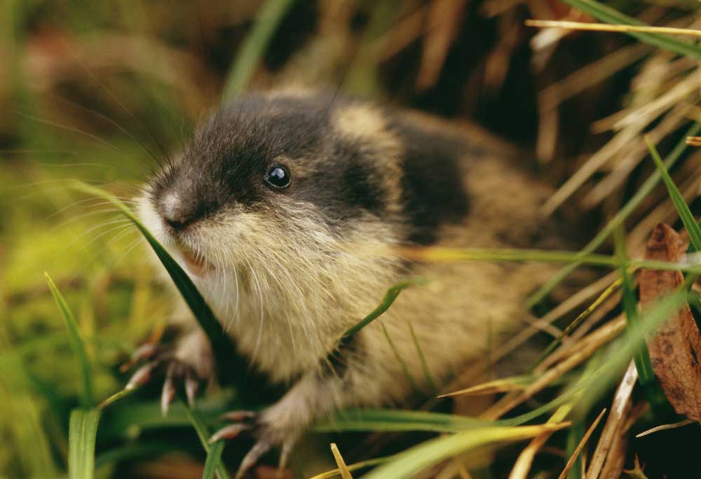 picture of lemming