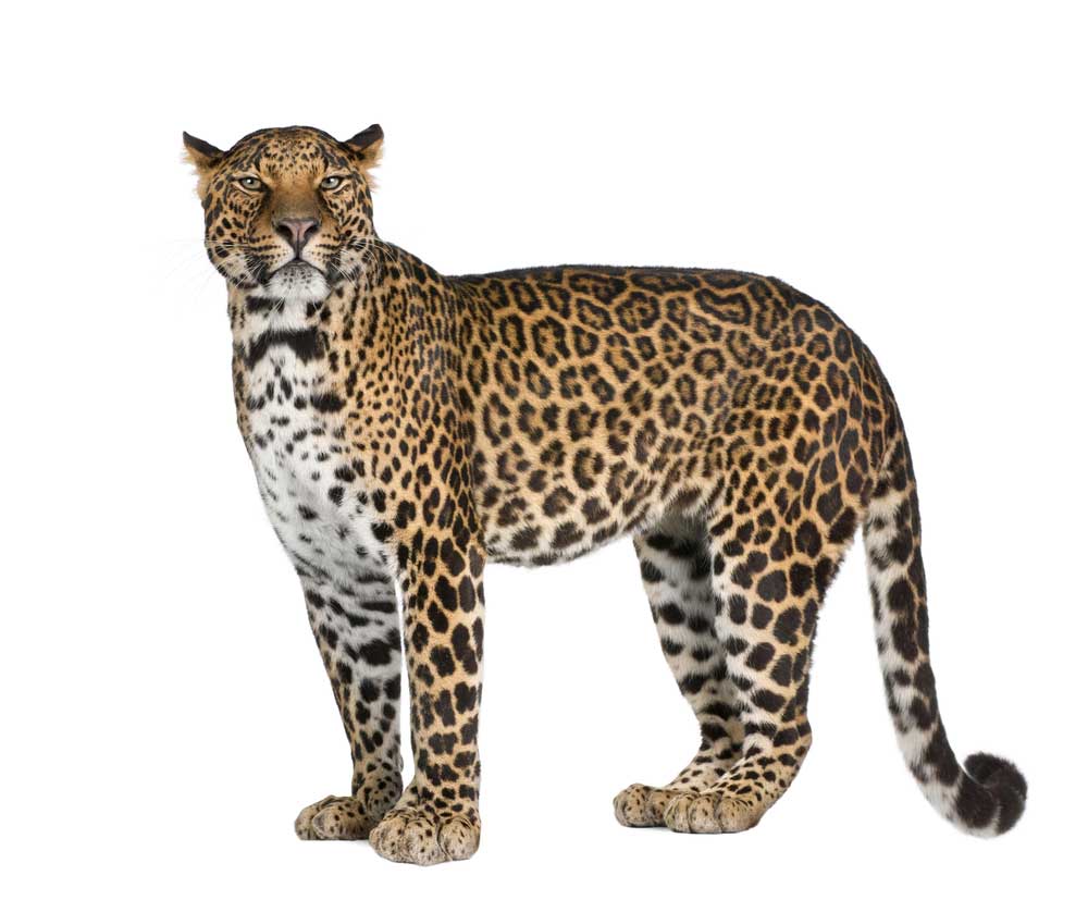 picture of leopard