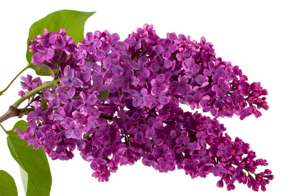 picture of lilac