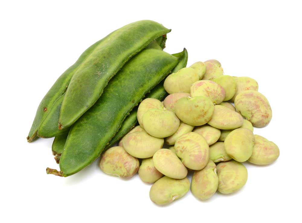 picture of lima-bean