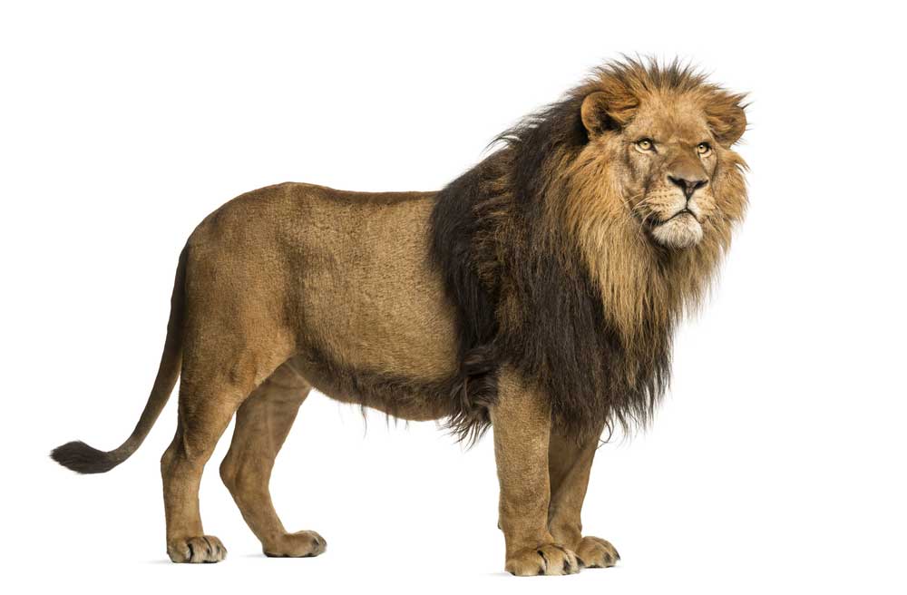 picture of lion