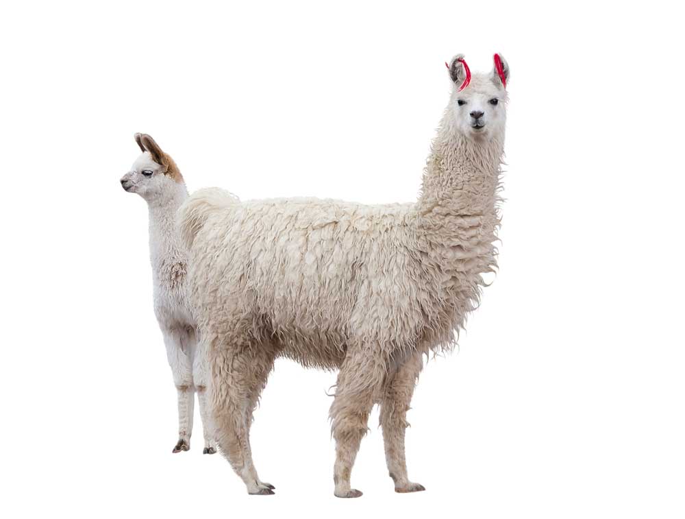 picture of llama