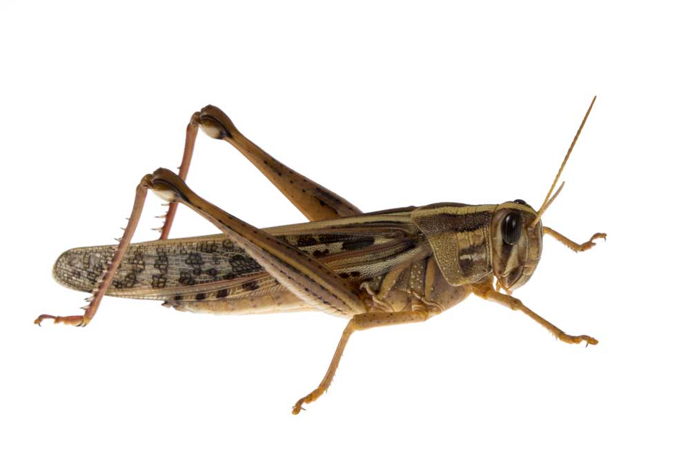 picture of locust