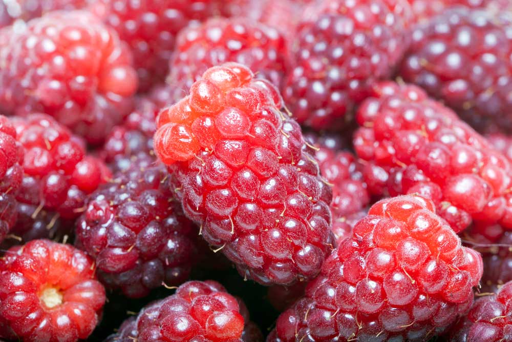 picture of loganberry