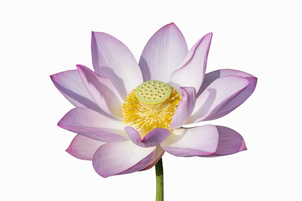 picture of lotus