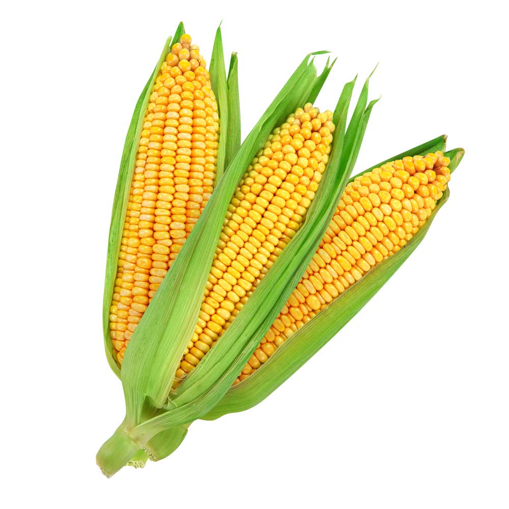 picture of maize