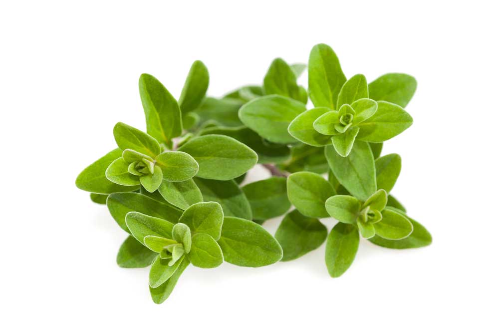 picture of marjoram