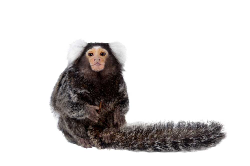 picture of marmoset