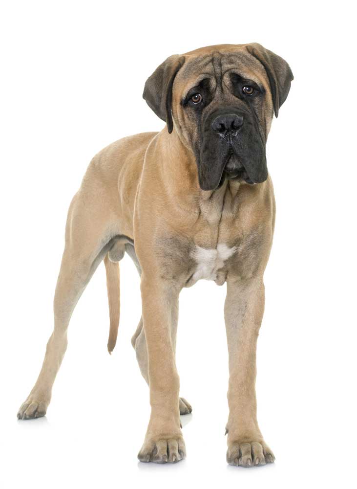 picture of mastiff