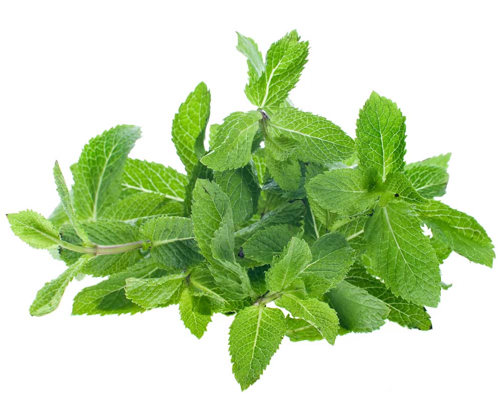 picture of mint