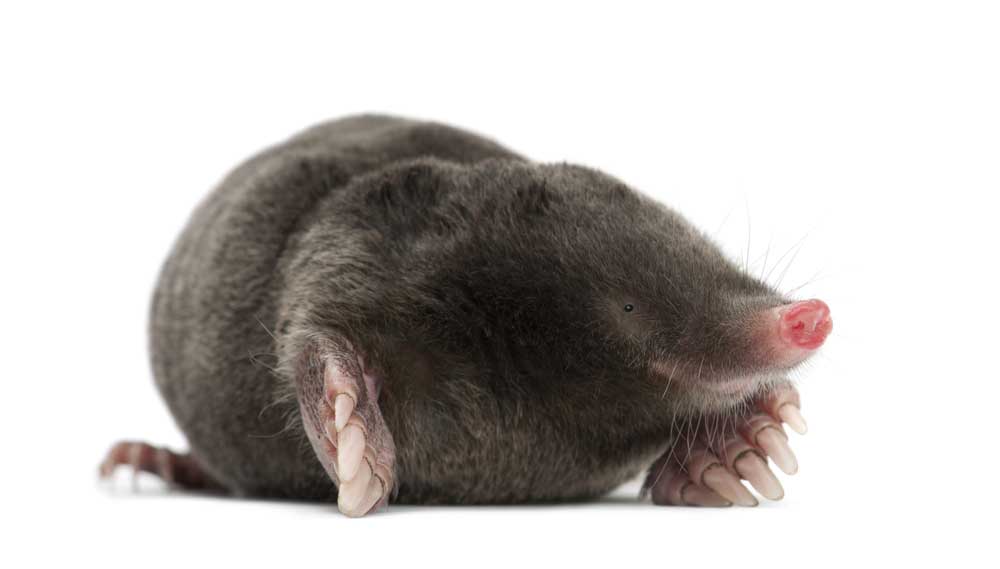 picture of mole