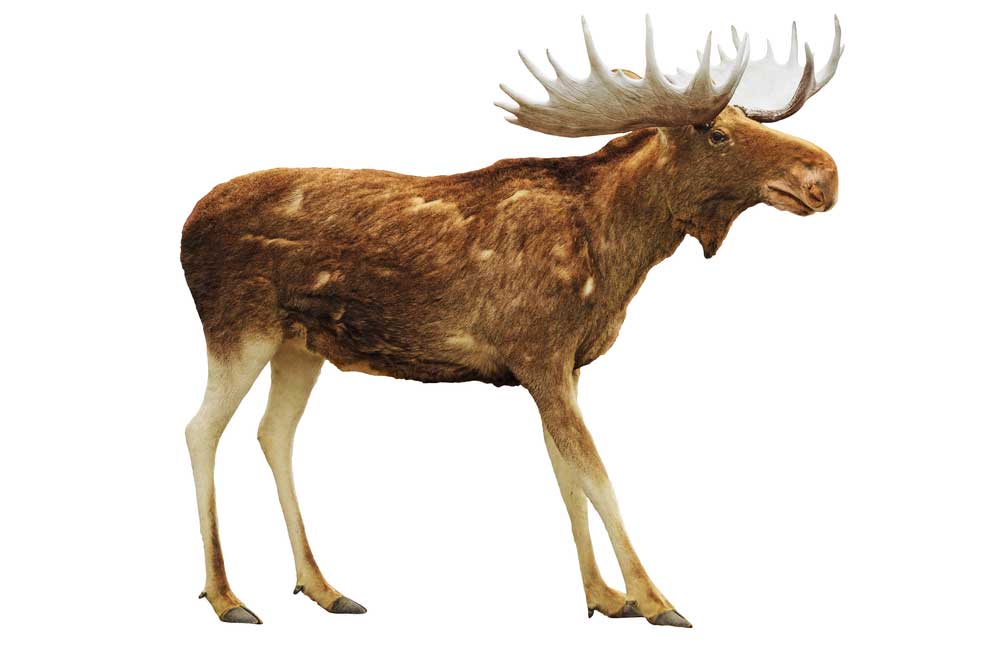 picture of moose