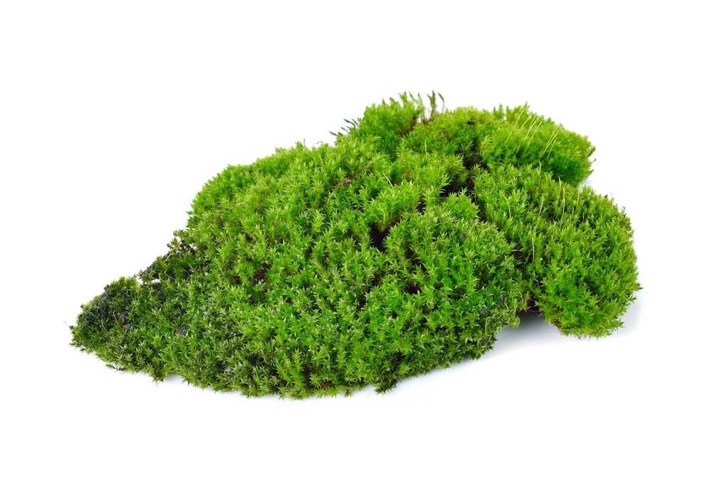 picture of moss