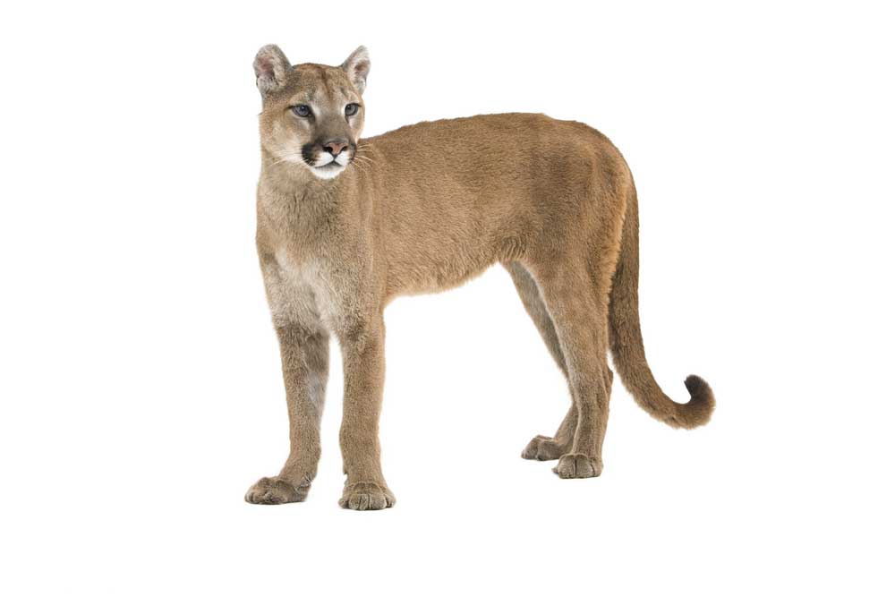 picture of mountain lion