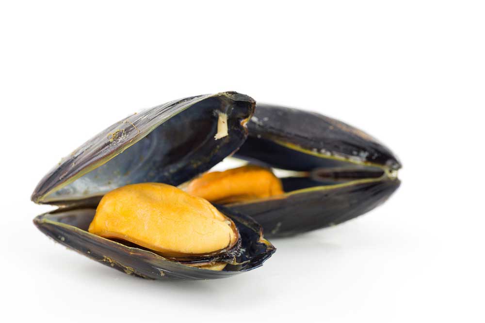 picture of mussel