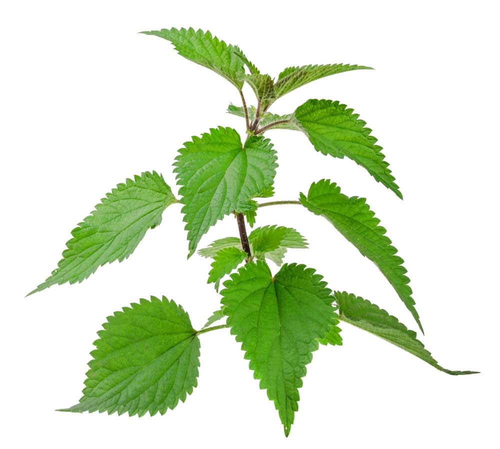 picture of nettle