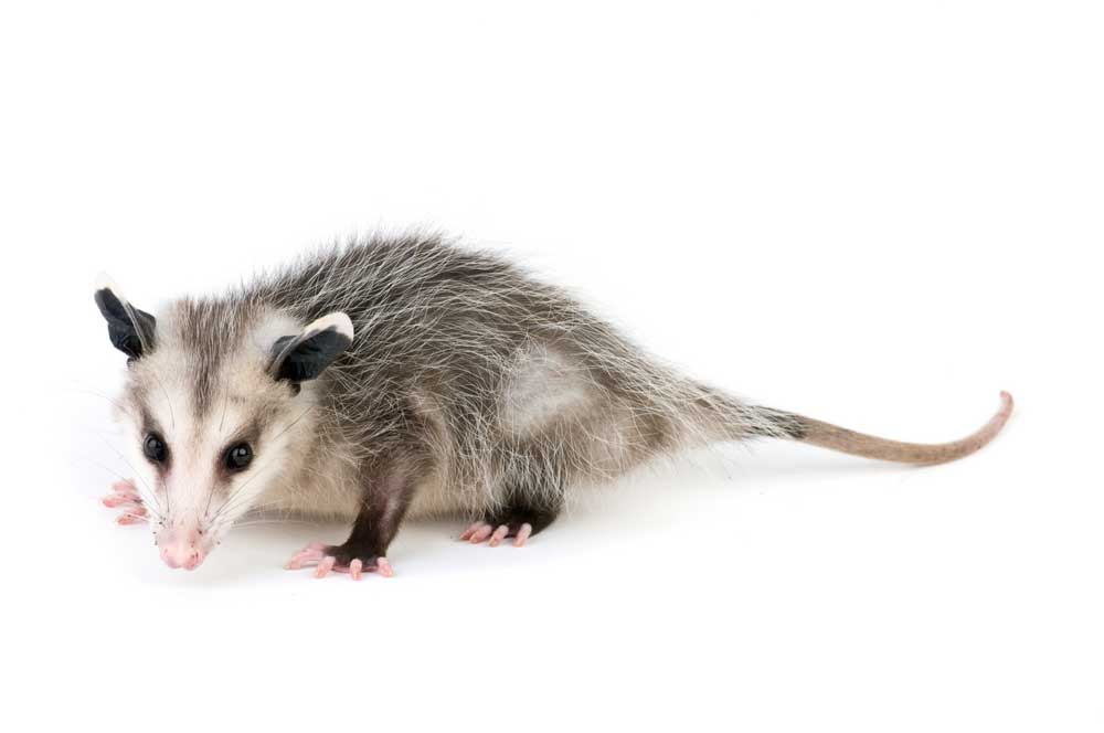 picture of opossum