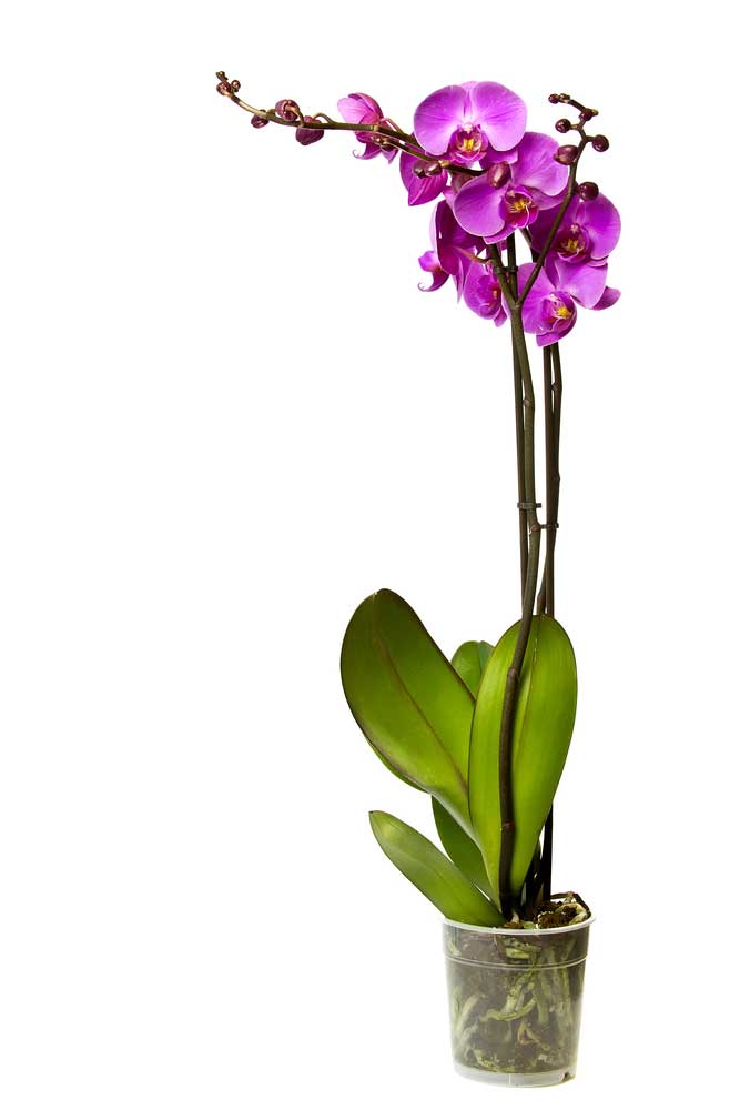 picture of orchid