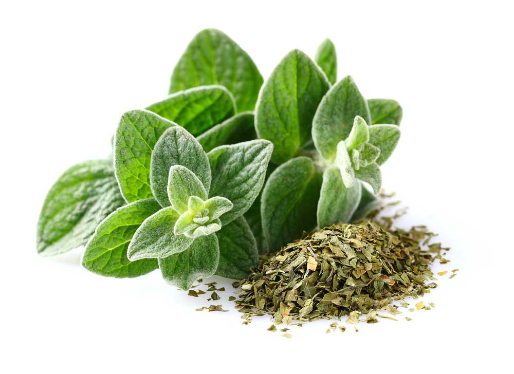 picture of oregano