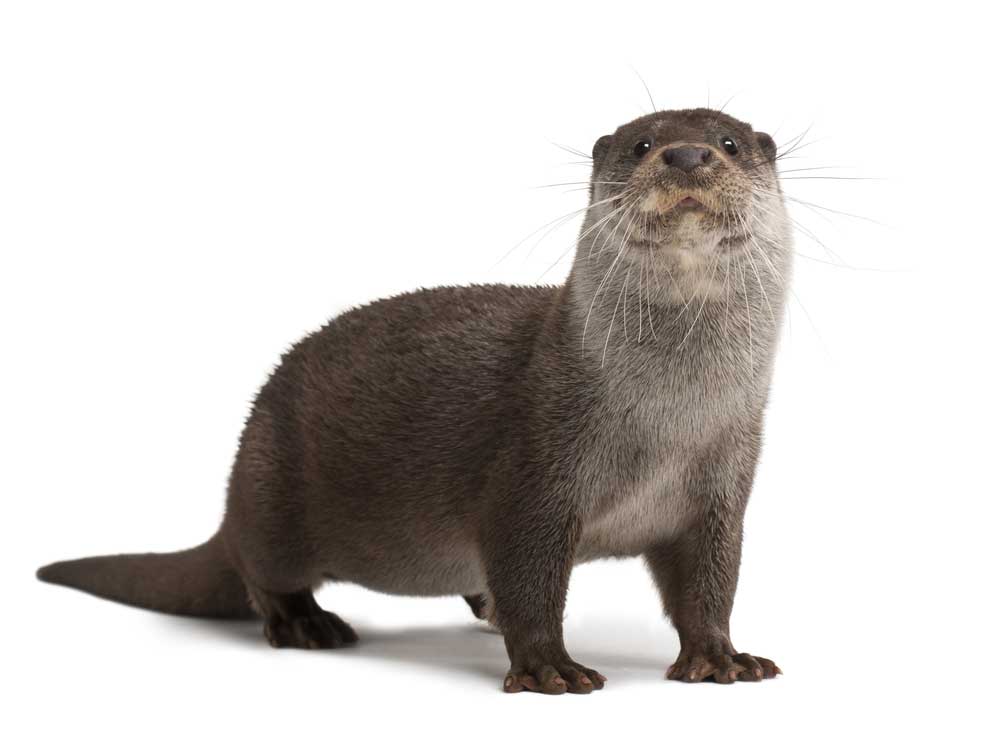 picture of otter