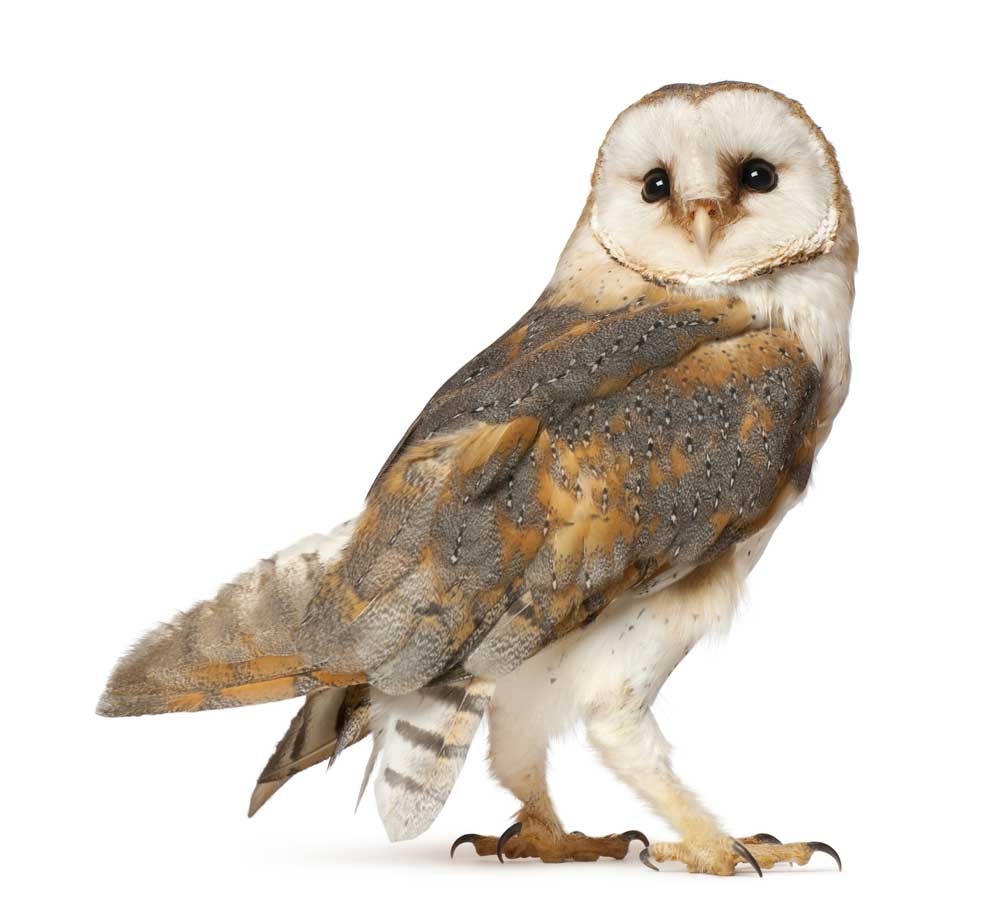 picture of owl